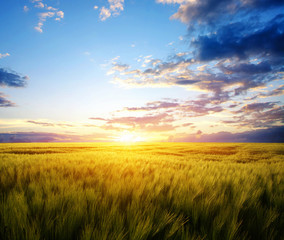 Fototapeta na wymiar Sunset on the wheat