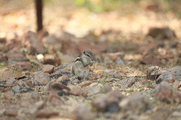 Squirrel photos 