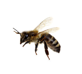 Bee on the white