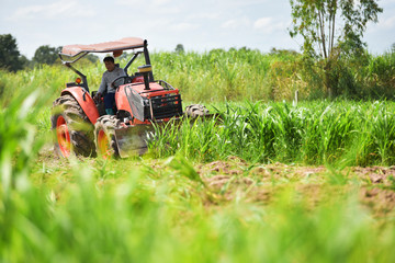 Obraz premium Farmers plow in the rainy season. And prepare corn.