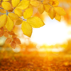  Autumn leaves on the sun