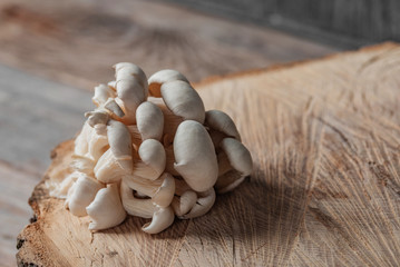 Raw oyster mushrooms on the cross section of the big old tree on a rustic table