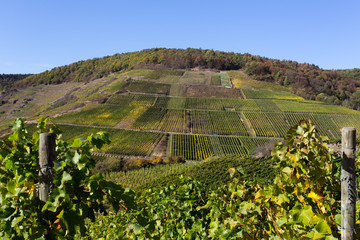 Buntes Weinlaub an den Weinhängen auf dem Rotweinwanderweg