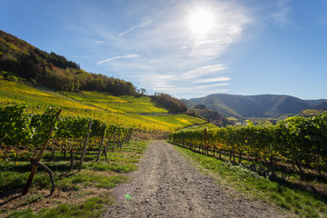 Fototapeta na wymiar Buntes Weinlaub in der Herbstsonne an den Weinhängen auf dem Rotweinwanderweg im Ahrtal