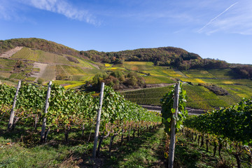 Bunte Weinfelder auf dem Rotweinwanderweg im Ahrtal