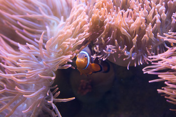 Naklejka na ściany i meble tropical clown fish in aquarium
