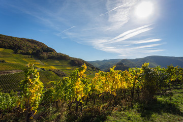 Weinreben in herbstlichen Farben im Gegenlicht auf dem Rotweinwanderweg im Ahrtal