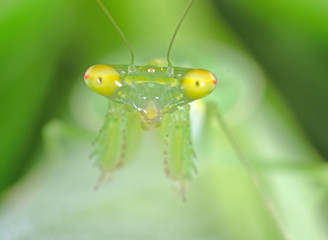Close up Face of Praying Mantis Isolated on Nature Background