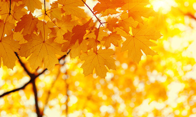 Naklejka na ściany i meble Autumn leaves on blurred nature background.