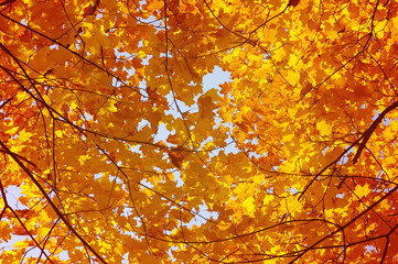 Autumn leaves on the sun.