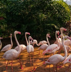 Natural background. Pink flamingos nest among green leaves. Dreamy mood, soft look.