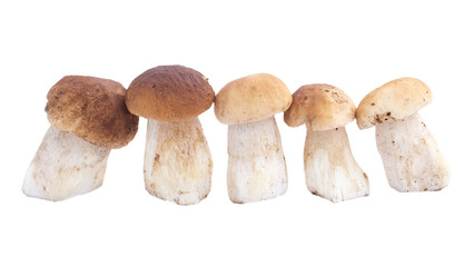 mushrooms, cmushrooms, ceps, autumneps, autumn