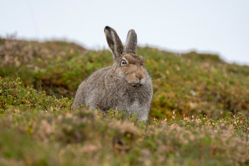 Mountain Hare in Summer Pelage Sitting in Form on Moorland in October (Lepus timidus)