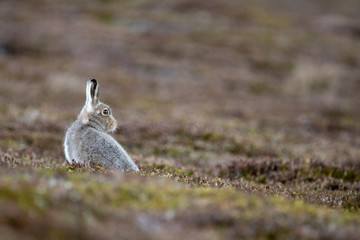Mountain Hare Yawning  (Lepus timidus)