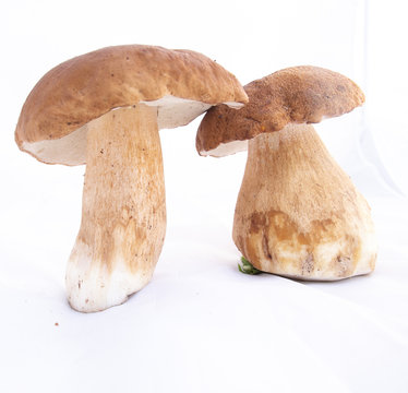 mushrooms, cmushrooms, ceps, autumneps, autumn