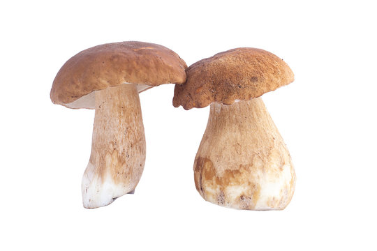 mushrooms, cmushrooms, ceps, autumneps, autumn