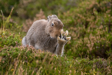Summer Mountain Hare with Large Back Paw Raised and Toes Spread Out (Lepus timidus)