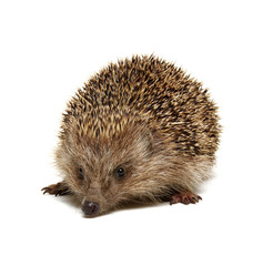 Hedgehog  isolated on white