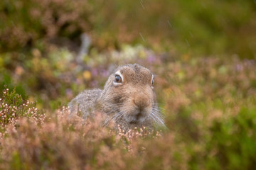Naklejka na ściany i meble Mountain Hare Sitting in Flowering Heather in the Autumn (Lepus timidus)