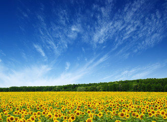 sunflowers field on sky