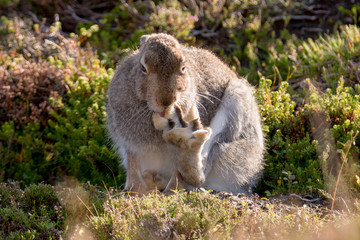Mountain Hare Licking Outstretched Back Paw in Order to Groom (Lepus Timidus)