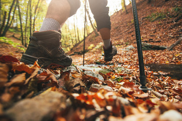 Close up of hiker legs with trekking poles in autumn forest - obrazy, fototapety, plakaty