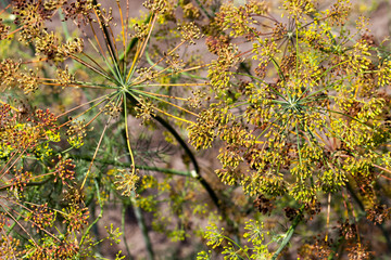 old dill umbrellas
