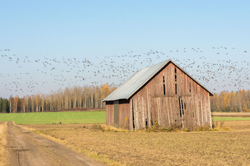 Obraz premium Goose migration to the south