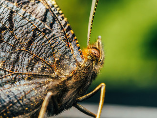 Fototapeta premium Brown Monarch Butterfly Close Up