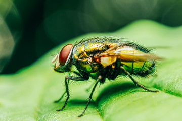 Housefly On A Leaf In Garden
