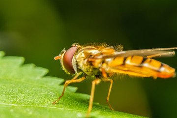 Mimetic Fly On A Leaf Macro