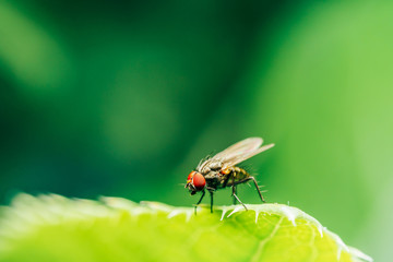 Housefly On A Leaf In Garden