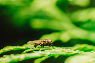 Housefly On A Leaf In Garden