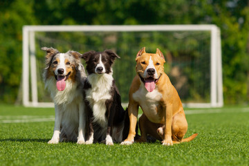 Dogs are sitting on the green grass on the background of a football goal