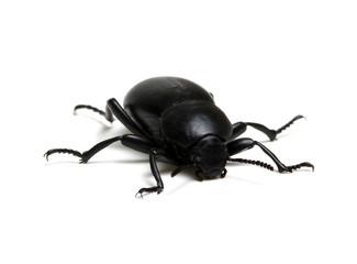 black beetle on white