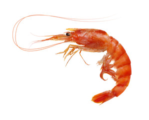  fresh boiled tiger shrimp isolated on white