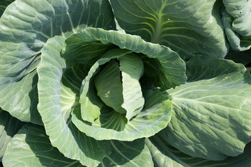 head of cabbage