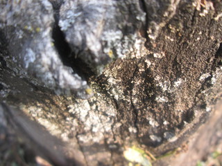 the surface texture of a sawn tree trunk