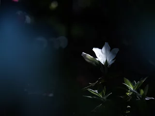 Fototapeten Azalee 暗がりに咲く美しい白いツツジの花  © Ken_Tomono