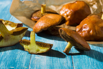 weeping bolete mushrooms on baking paper, old blue wood table