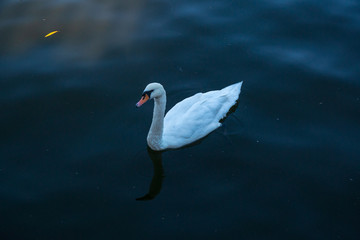 Prague city - swan