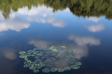 Water lily without blossom