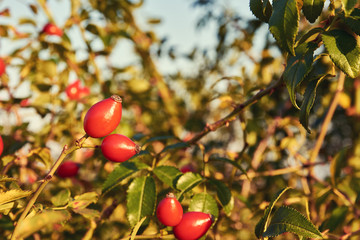Detailed view of four Rosehips on bushes among the leaves for sunlight day, with blue sky in the background