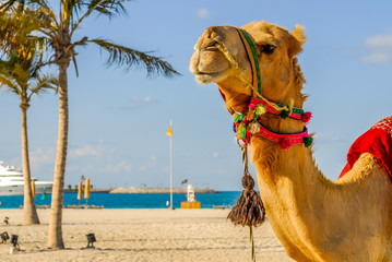 Kamele am Strand zwei