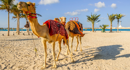 kamele am strand