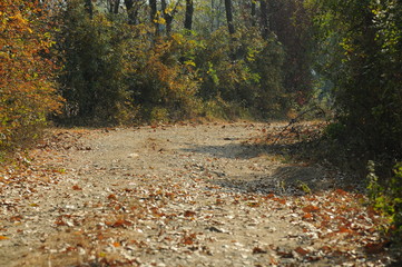 Forest and forest road in the autumn day