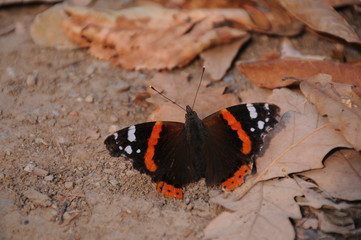 Red admiral butterfly and orange leaf in the fall day