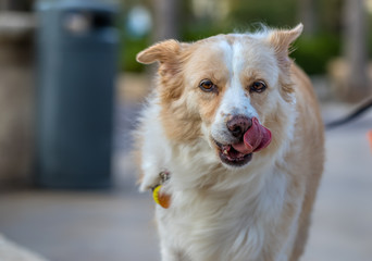 Close up of a blonde border collie mix licking her lips in a park while looking at the camera