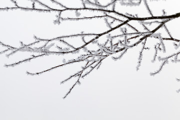 deciduous forest