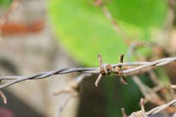 barbed wire fence, green background.